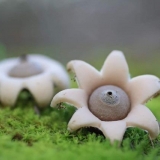 Mala zvijezda (mala): fotografija i opis